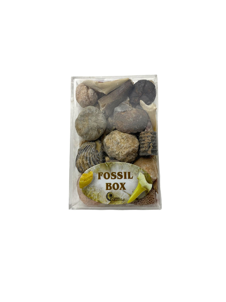 Fossils Box . Collection over 20  Genuine Fossil