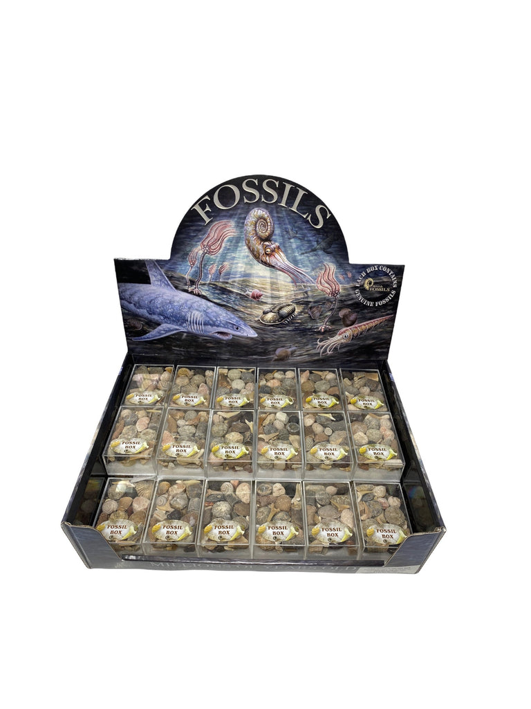 Fossils Box . Collection over 20  Genuine Fossil