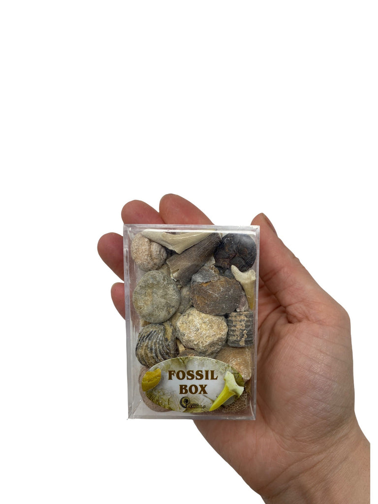 Fossils Box . Collection over 20  Genuine Fossil